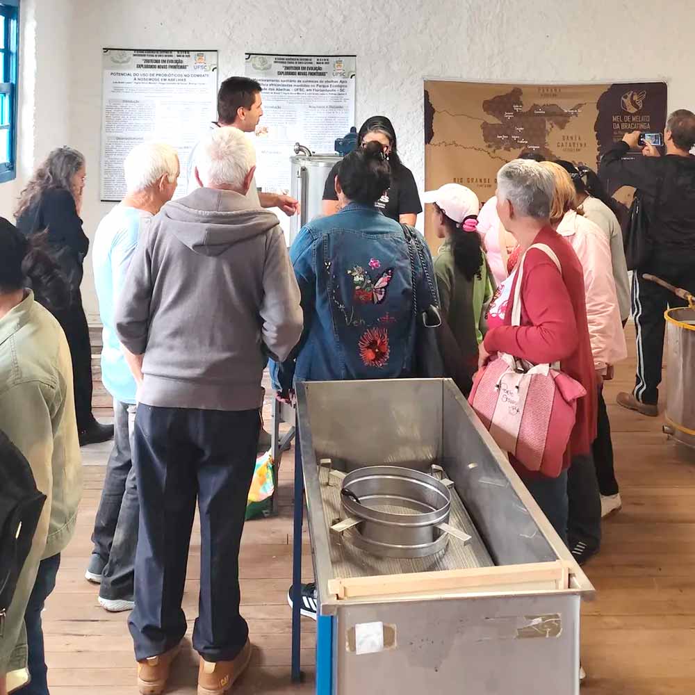 Atividade na Cidade das Abelhas Atividade na Cidade das Abelhas