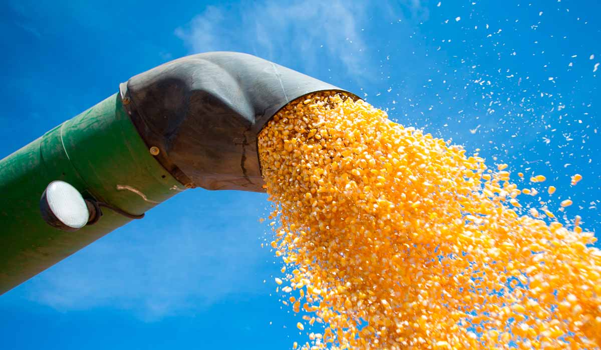 Colheita de milho Colheita de milho