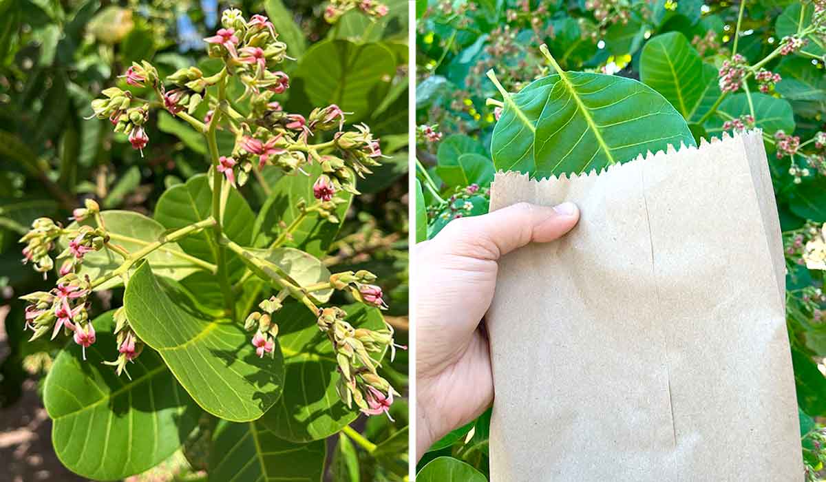 Folhas de cajueiro anão aptas à coleta para análise nutricional e a coleta das folhas para avaliação do estado nutricional - Foto: Carlos Taniguchi Folhas de cajueiro anão aptas à coleta para análise nutricional e a coleta das folhas para avaliação do estado nutricional - Foto: Carlos Taniguchi