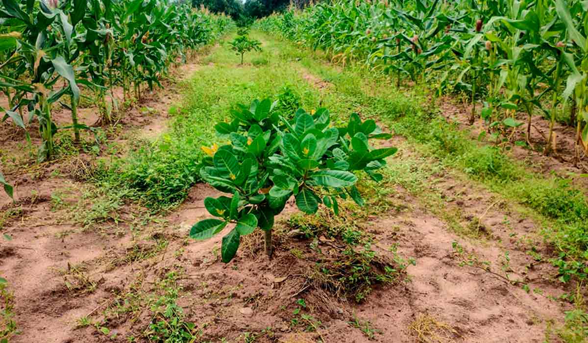 Cajueiro-anão sob nova adubação, com 1 ano de idade - Foto: Carlos Taniguchi Cajueiro-anão sob nova adubação, com 1 ano de idade - Foto: Carlos Taniguchi