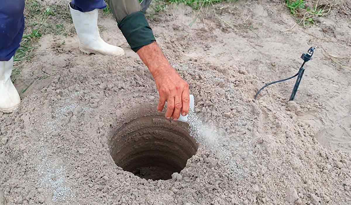Adubação realizada na cova para plantio de muda de cajueiro-anão - Foto: Carlos Taniguchi Adubação realizada na cova para plantio de muda de cajueiro-anão - Foto: Carlos Taniguchi