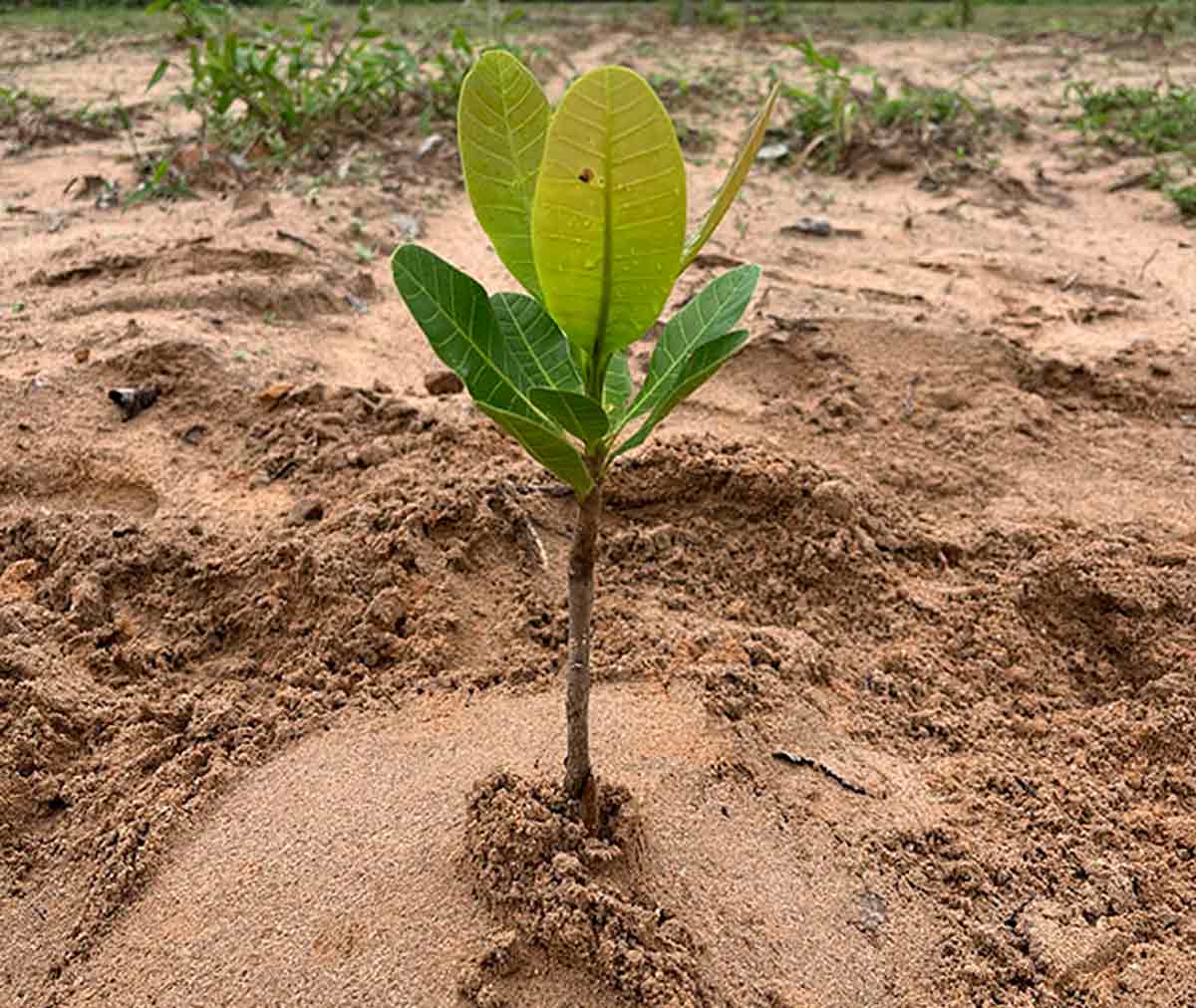 Muda de cajueiro com nova adubação - Foto: Carlos Taniguchi Muda de cajueiro com nova adubação - Foto: Carlos Taniguchi