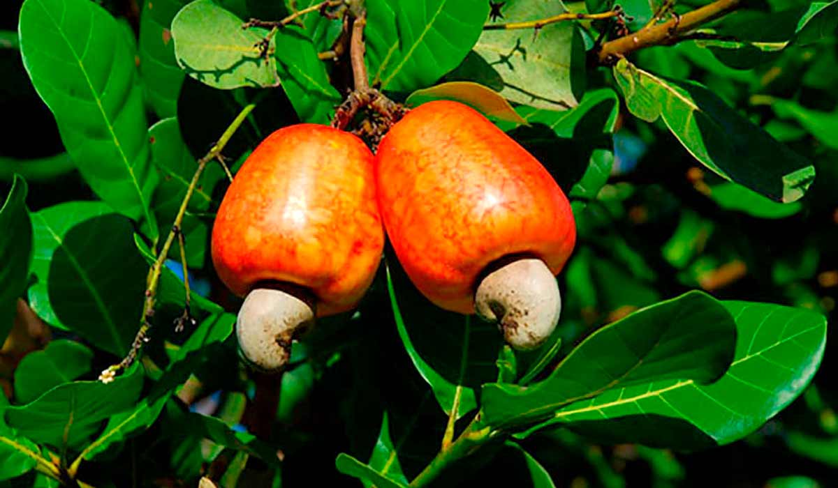 Os ajustes na recomendação de adubação de plantio do cajueiro-anão proporcionam uma economia de cerca de 70%