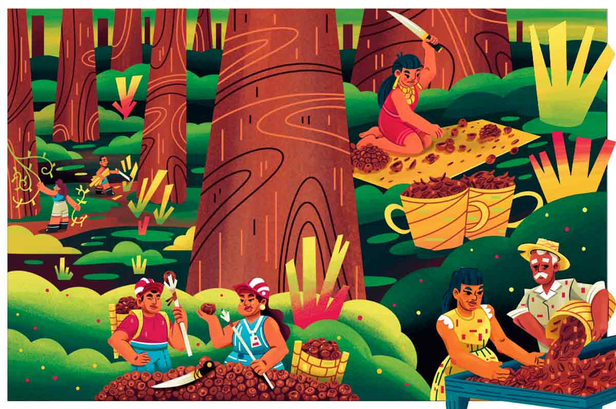 Livro sobre a castanheira reúne quase duas décadas de pesquisas