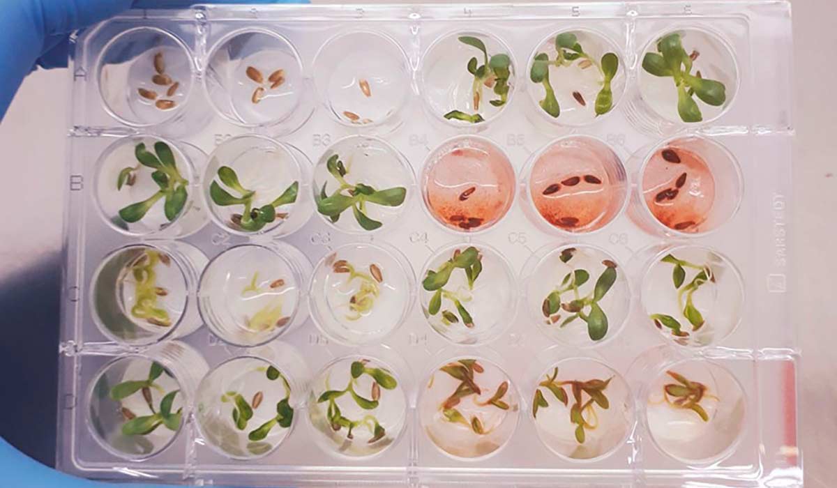 O extrato do fungo foi submetido em um bioensaio em sementes de alface. A foto mostra o extrato bruto do fungo Fusarium (em vermelho), inibindo a germinação de sementes de dicotiledônea (alface) - Foto: Debora Barreto O extrato do fungo foi submetido em um bioensaio em sementes de alface. A foto mostra o extrato bruto do fungo Fusarium (em vermelho), inibindo a germinação de sementes de dicotiledônea (alface) - Foto: Debora Barreto