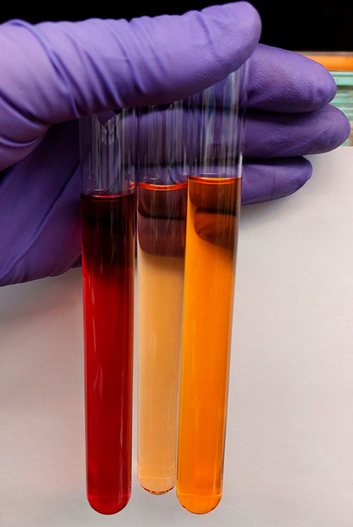 Frações do extrato bruto do fungo Fusarium - Foto: Debora Barreto Frações do extrato bruto do fungo Fusarium - Foto: Debora Barreto