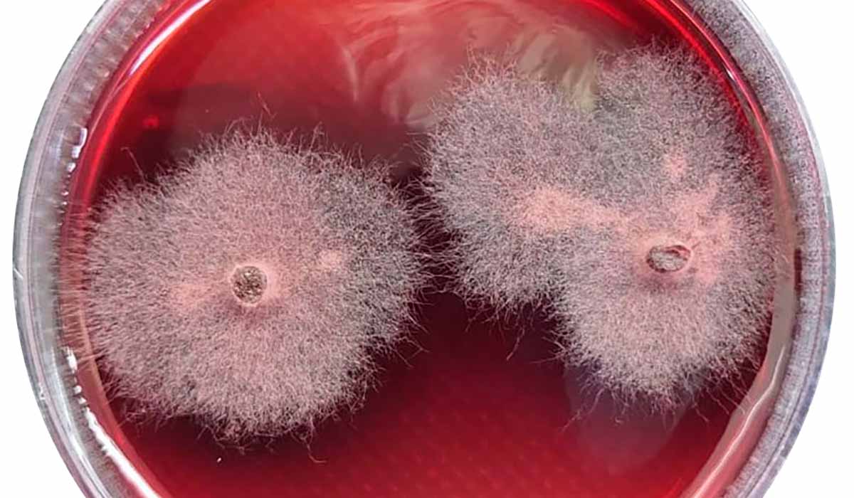 Fungos endofíticos - Foto: Debora Barreto