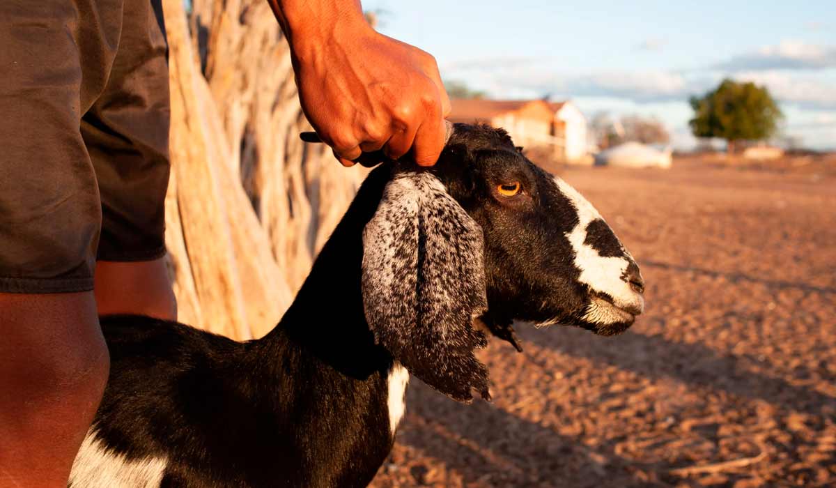 Os sinais nas orelhas do bode indicam quem é o dono do animal, que pastoreia livremente por área compartilhada pela comunidade - Foto: Camilo Lobo/Diálogo Chino