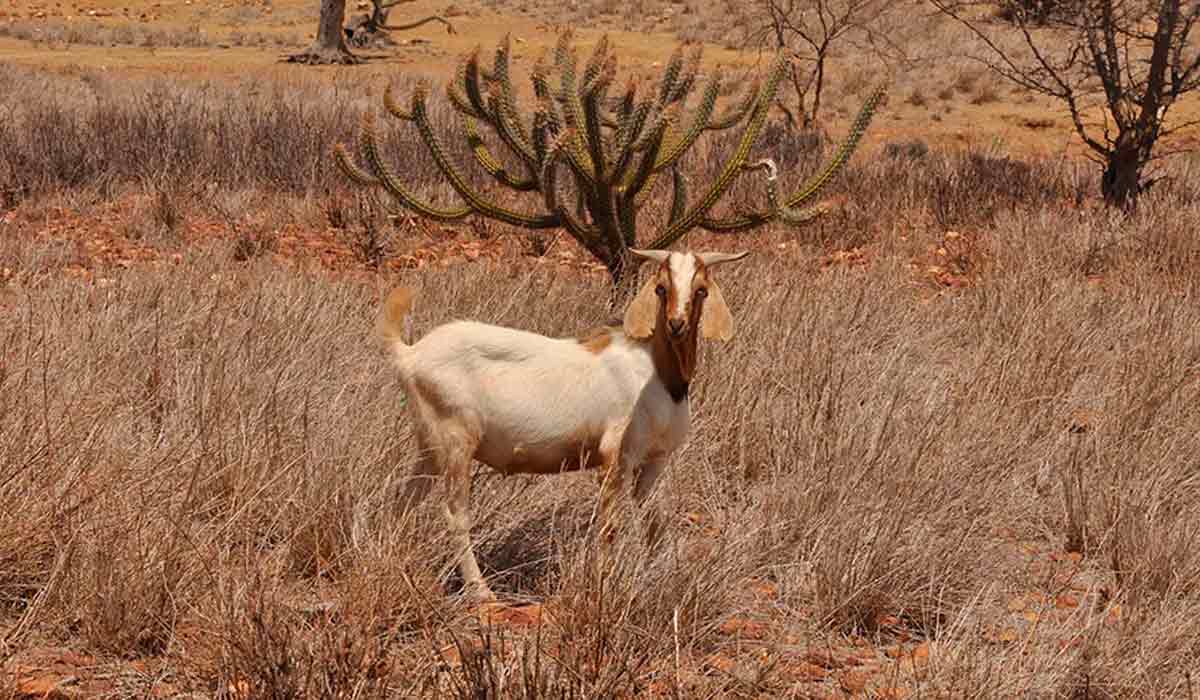 Caprino pastando livremente na caatinga - Foto: Marcelino Ribeiro Caprino pastando livremente na caatinga - Foto: Marcelino Ribeiro