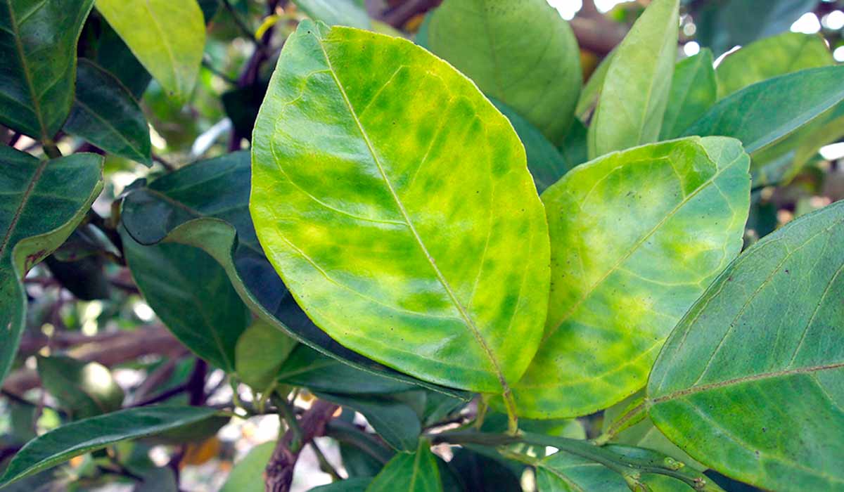 Planta atacada pelo greening