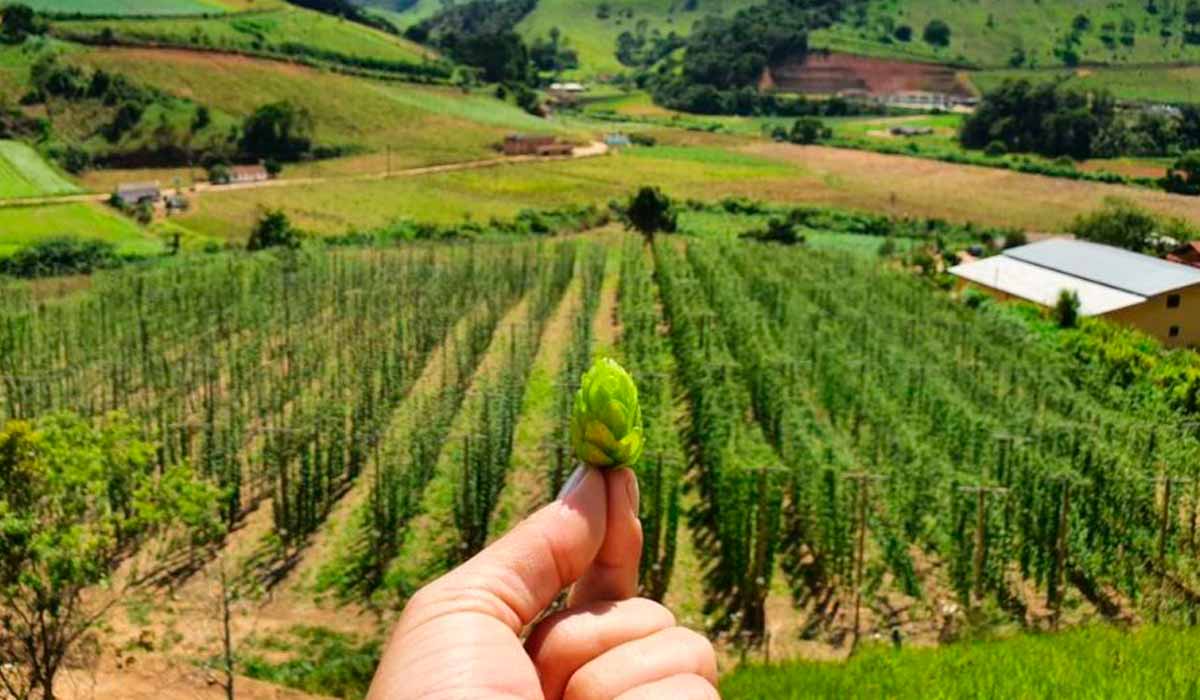 O lúpulo é o responsável pelo amargor e aromas característicos dos diferentes tipos da bebida e sua produção no Brasil cresceu mais de 400% desde 2018, com destaque para o Sul e o Sudeste O lúpulo é o responsável pelo amargor e aromas característicos dos diferentes tipos da bebida e sua produção no Brasil cresceu mais de 400% desde 2018, com destaque para o Sul e o Sudeste