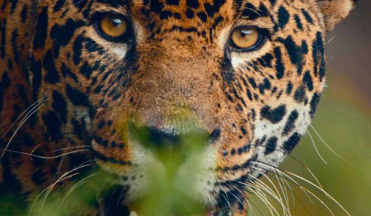 "A Febre da Mata", de Takumã Kuikuro, vencedor do Prêmio do Público – Melhor Curta-Metragem da 12ª Mostra Ecofalante de Cinema "A Febre da Mata", de Takumã Kuikuro, vencedor do Prêmio do Público – Melhor Curta-Metragem da 12ª Mostra Ecofalante de Cinema