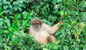 O muriqui do grupo encontrado no Parque Estadual do Cunhambebe