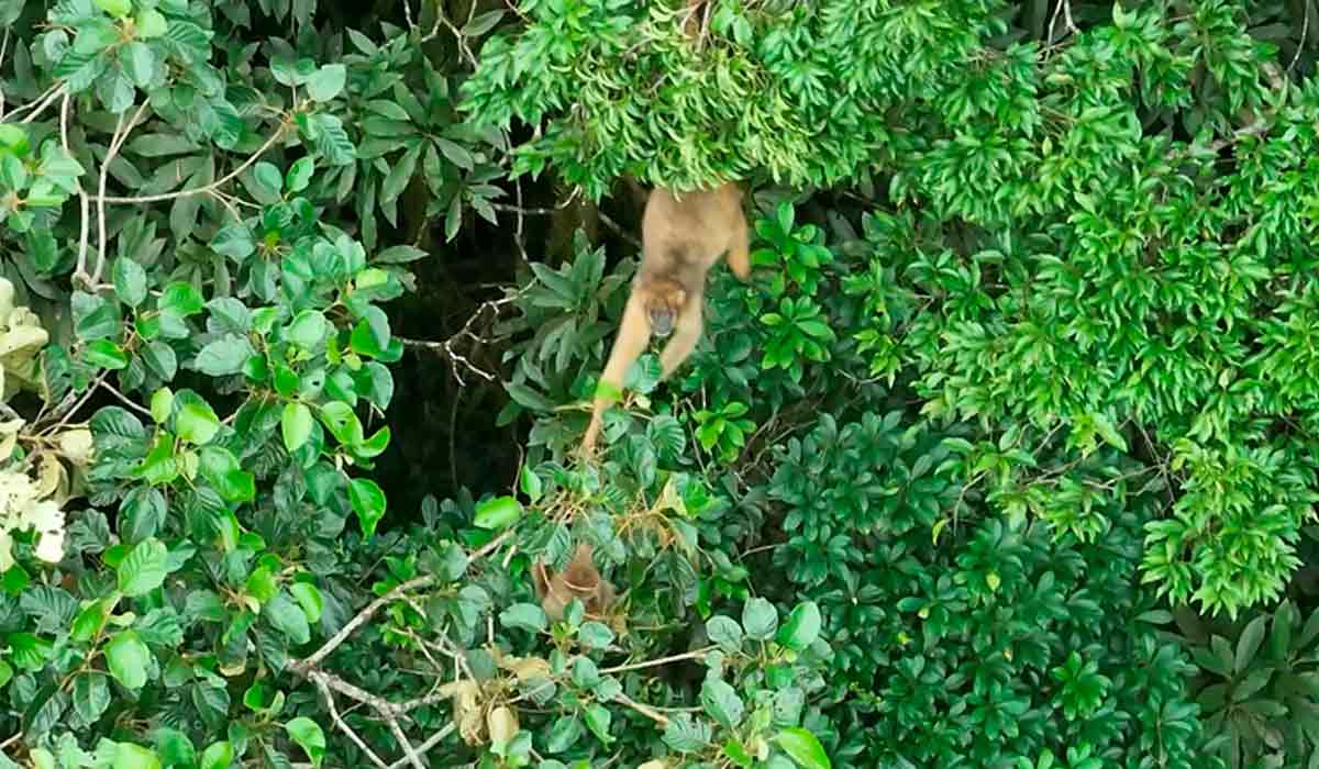 Um dos exemplares encontrado no Parque Estadual do Cunhambebe. O Brachyteles arachnoides é considerado criticamente ameaçado de extinção pela União Internacional para a Conservação da Natureza (IUCN) - Foto: Inea - Instituto Estadual do Ambiente (RJ)