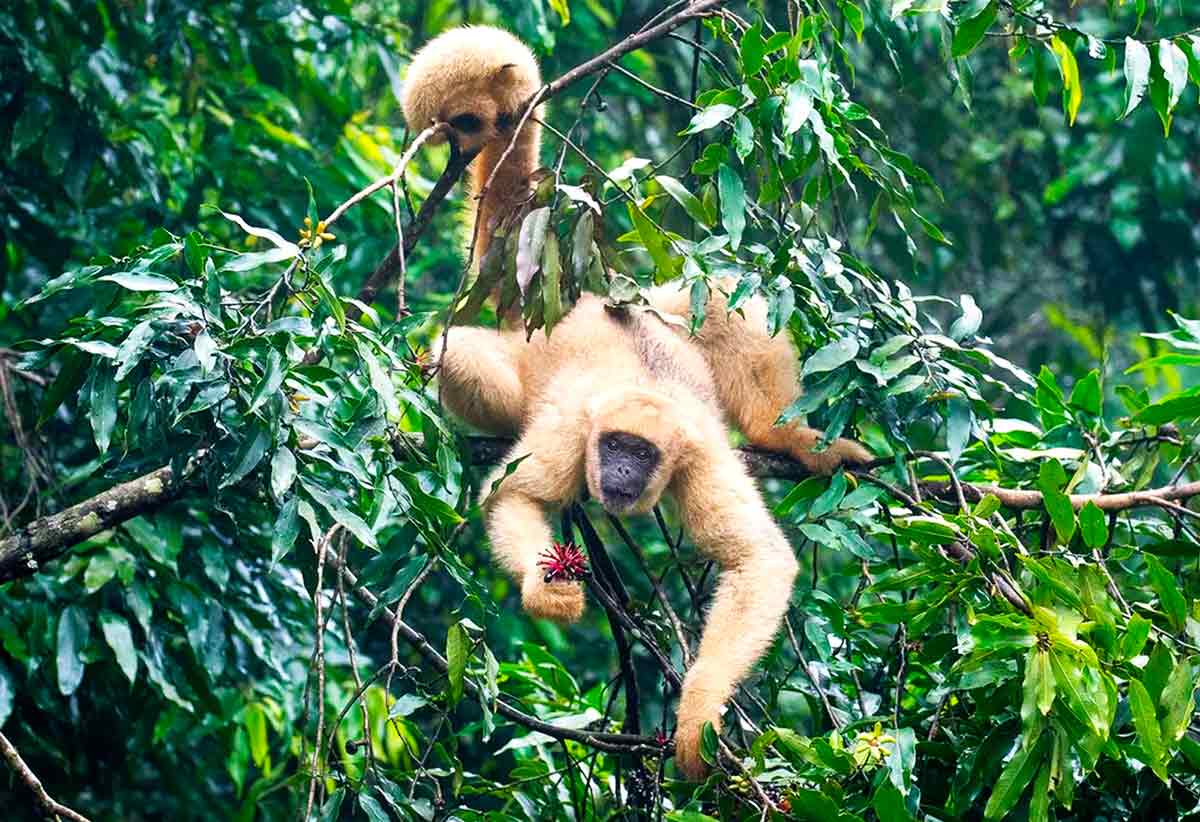 Cada árvore mantida, cada nascente protegida, representa uma ponte entre florestas e uma chance maior de sobrevivência para o maior primata das Américas - Foto: Norton Santos