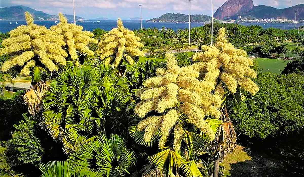 Palmeira "talipot" (Corypha umbraculifera) florindo no Aterro do Flamengo, Rio de Janeiro, um belo símbolo da arborização urbana