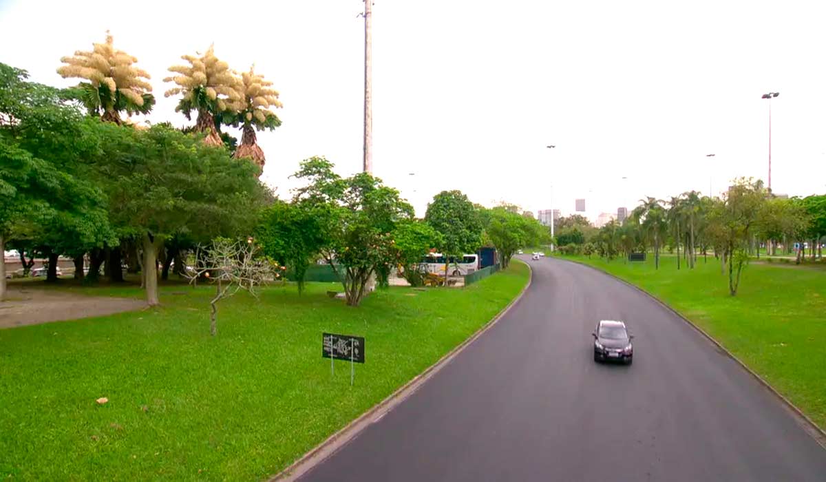 As palmeiras podem ser vistas das pistas do Aterro - Foto: TV Globo