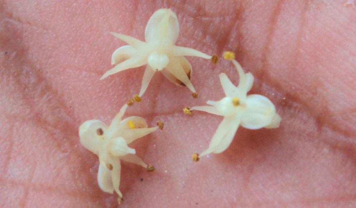 As flores brancas-amareladas da palmeira que só floresce uma vez na vida