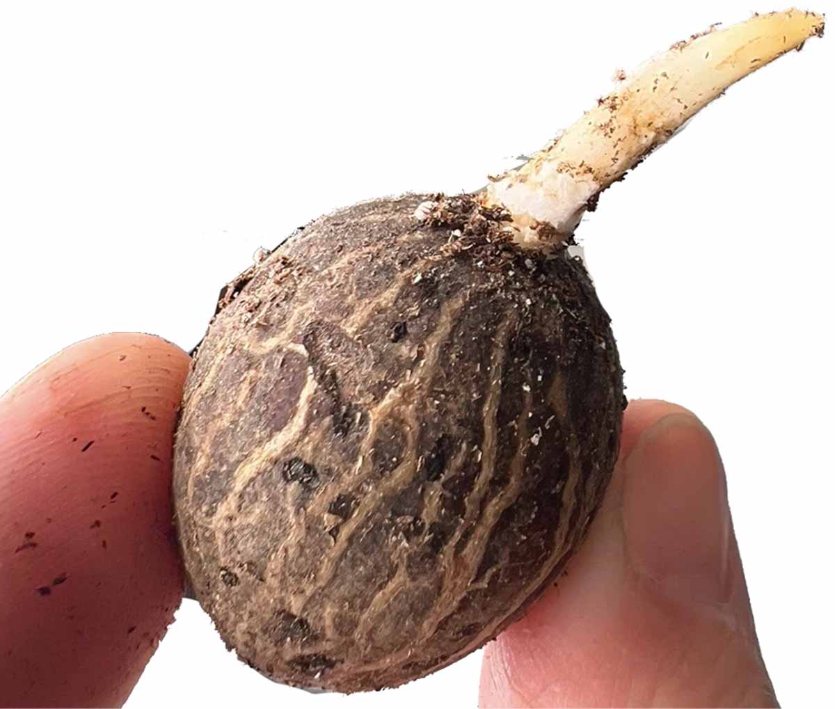 A semente já brotando