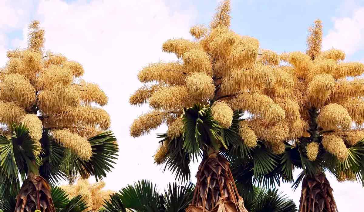 Floração de palmeira exótica é atração no Rio de Janeiro