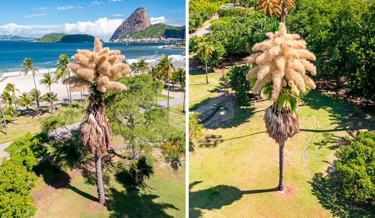As palmeiras do Parque do Flamengo - Foto: Humberto Baddini