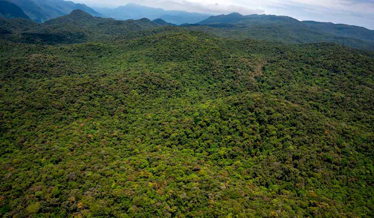 A Mata Atlântica da Serra do Quiriri A Mata Atlântica da Serra do Quiriri