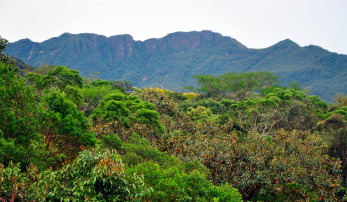 Morro Garuva, na divisa entre Paraná e Santa Catarina, onde a nova espécie ocorre em área restrita do topo da montanha - Foto: Luiz Fernando Ribeiro/Mater Natura Morro Garuva, na divisa entre Paraná e Santa Catarina, onde a nova espécie ocorre em área restrita do topo da montanha - Foto: Luiz Fernando Ribeiro/Mater Natura