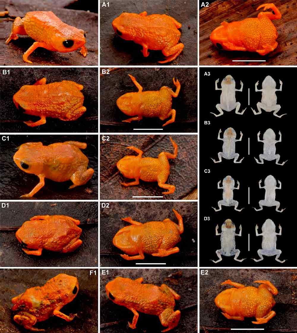 A tomografia computadorizada de alta resolução foi utilizada para o exame osteológico - Foto: Luiz Fernando Ribeiro/Mater Natura A tomografia computadorizada de alta resolução foi utilizada para o exame osteológico - Foto: Luiz Fernando Ribeiro/Mater Natura