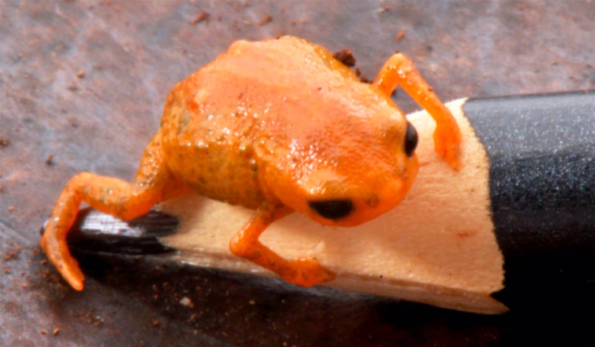 Com pouco mais de um centímetro, o sapo laranja Brachycephalus lulai cabe facilmente na ponta de um lápis - Foto: Luiz Fernando Ribeiro/Mater Natura Com pouco mais de um centímetro, o sapo laranja Brachycephalus lulai cabe facilmente na ponta de um lápis - Foto: Luiz Fernando Ribeiro/Mater Natura