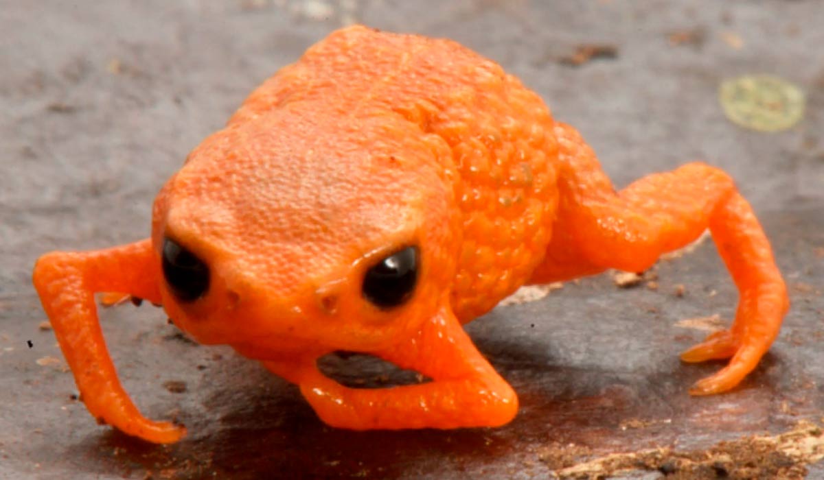 O Brachycephalus lulai, nova espécie de sapo laranja descoberta no Sul do Brasil, vive em áreas isoladas e úmidas da Mata Atlântica - Foto: Luiz Fernando Ribeiro/Mater Natura O Brachycephalus lulai, nova espécie de sapo laranja descoberta no Sul do Brasil, vive em áreas isoladas e úmidas da Mata Atlântica - Foto: Luiz Fernando Ribeiro/Mater Natura
