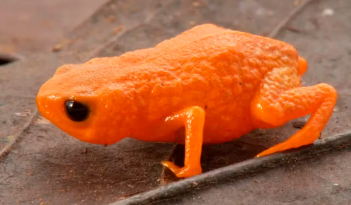 Os pesquisadores localizaram os machos ao ouvir seus chamados de acasalamento, graves e discretos. As fêmeas, mais silenciosas, foram encontradas de maneira aleatória durante as buscas no chão da floresta - Foto: Luiz Fernando Ribeiro/Mater Natura Os pesquisadores localizaram os machos ao ouvir seus chamados de acasalamento, graves e discretos. As fêmeas, mais silenciosas, foram encontradas de maneira aleatória durante as buscas no chão da floresta - Foto: Luiz Fernando Ribeiro/Mater Natura