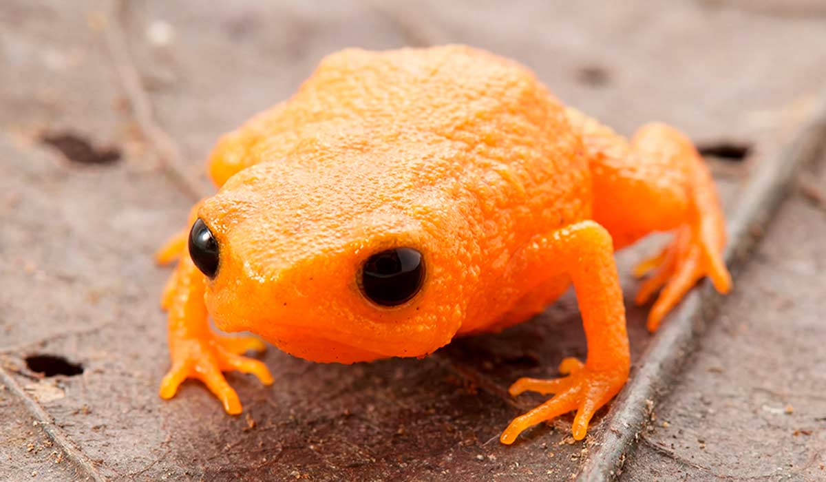 Sapinho de 8 milímetros é batizado em homenagem a Lula