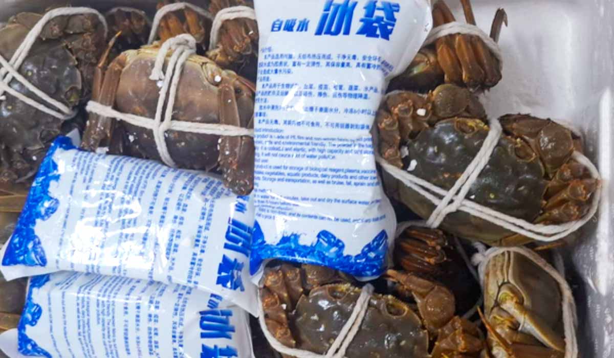 Os crustáceos estavam em 12 caixas e não possuíam autorização para entrar no Brasil pelo risco de introdução de doenças