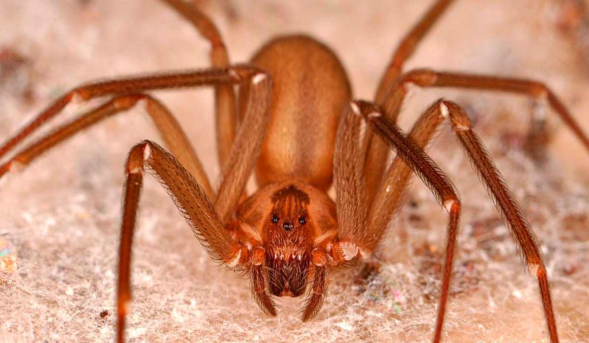 Aranha marrom (Loxosceles laeta) Aranha marrom (Loxosceles laeta)