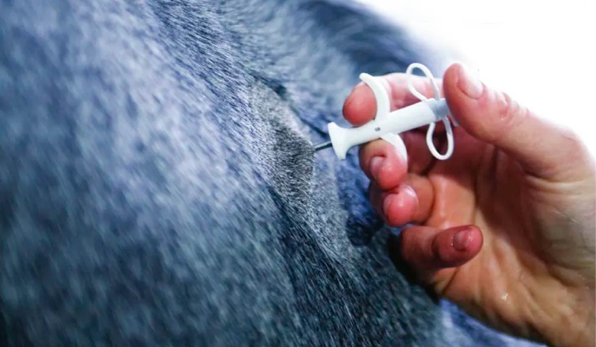 Os microchips são implantados terço médio do pescoço do cavalo, localizado logo abaixo da crina e aproximadamente a meio caminho entre a cernelha e a nuca, no lado esquerdo, e não podem ser removidos facilmente Os microchips são implantados terço médio do pescoço do cavalo, localizado logo abaixo da crina e aproximadamente a meio caminho entre a cernelha e a nuca, no lado esquerdo, e não podem ser removidos facilmente