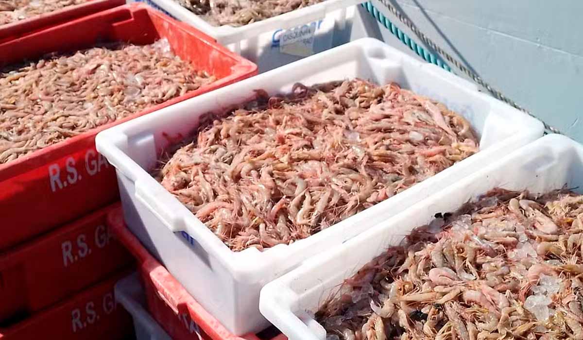 Período de defeso do camarão começou ontém, quarta-feira (28) no Litoral Norte de SP - Foto: Prefeitura de São Sebastião Período de defeso do camarão começou ontém, quarta-feira (28) no Litoral Norte de SP - Foto: Prefeitura de São Sebastião