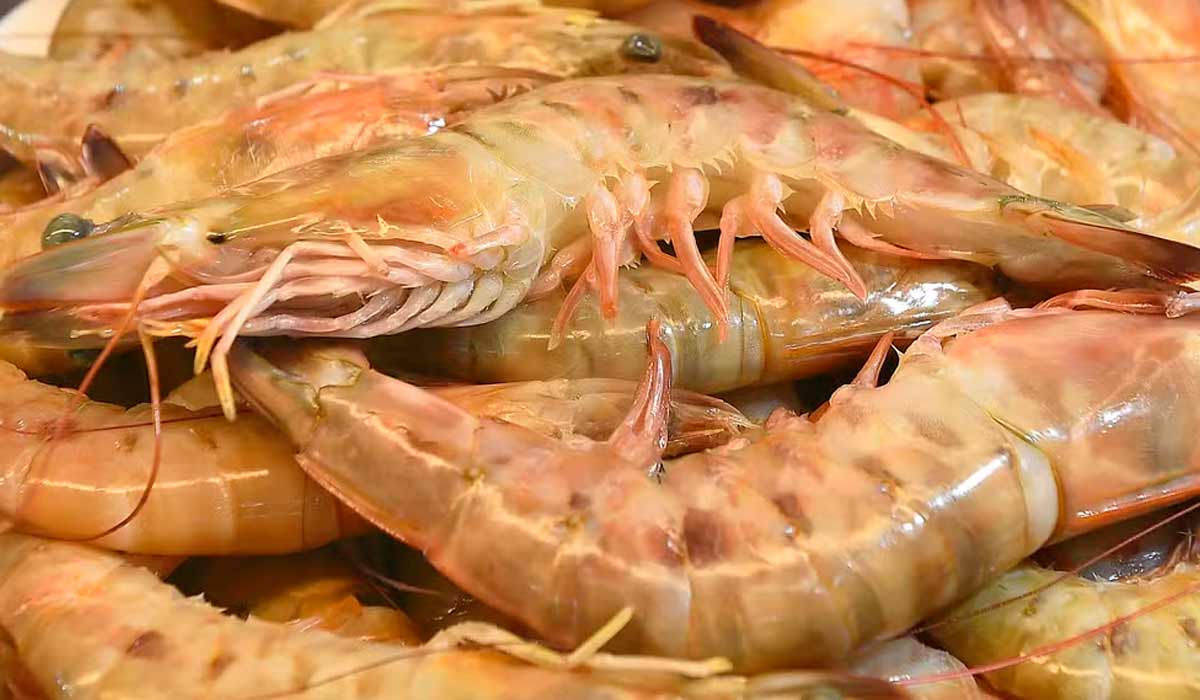 Até 30 de abril, ficará proibida a pesca das espécies rosa, sete-barbas, branco, santana e barba-ruça por meio de arrasto com tração motorizada em mar aberto - Foto: Denis Ferreira Netto/SEDEST Até 30 de abril, ficará proibida a pesca das espécies rosa, sete-barbas, branco, santana e barba-ruça por meio de arrasto com tração motorizada em mar aberto - Foto: Denis Ferreira Netto/SEDEST