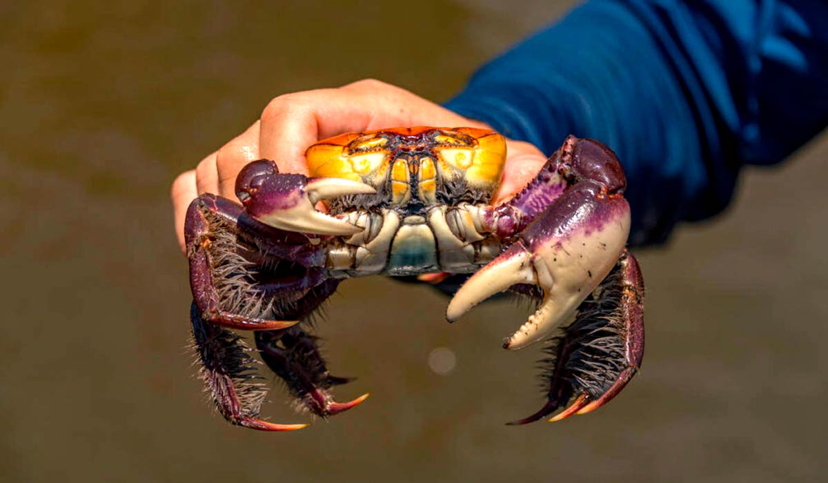 Caranguejo-uçá (Ucides cordatus)