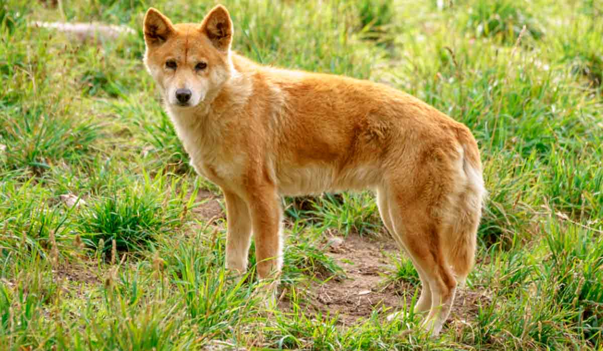 Esse é o dingo (Canis lupus dingo), espécie de canídeo selvagem, maior predador terrestre encontrado na Austrália, que desempenha um papel importante como principal predador do continente Esse é o dingo (Canis lupus dingo), espécie de canídeo selvagem, maior predador terrestre encontrado na Austrália, que desempenha um papel importante como principal predador do continente