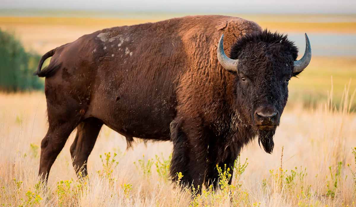 Bisão americano (Bison bison) Bisão americano (Bison bison)