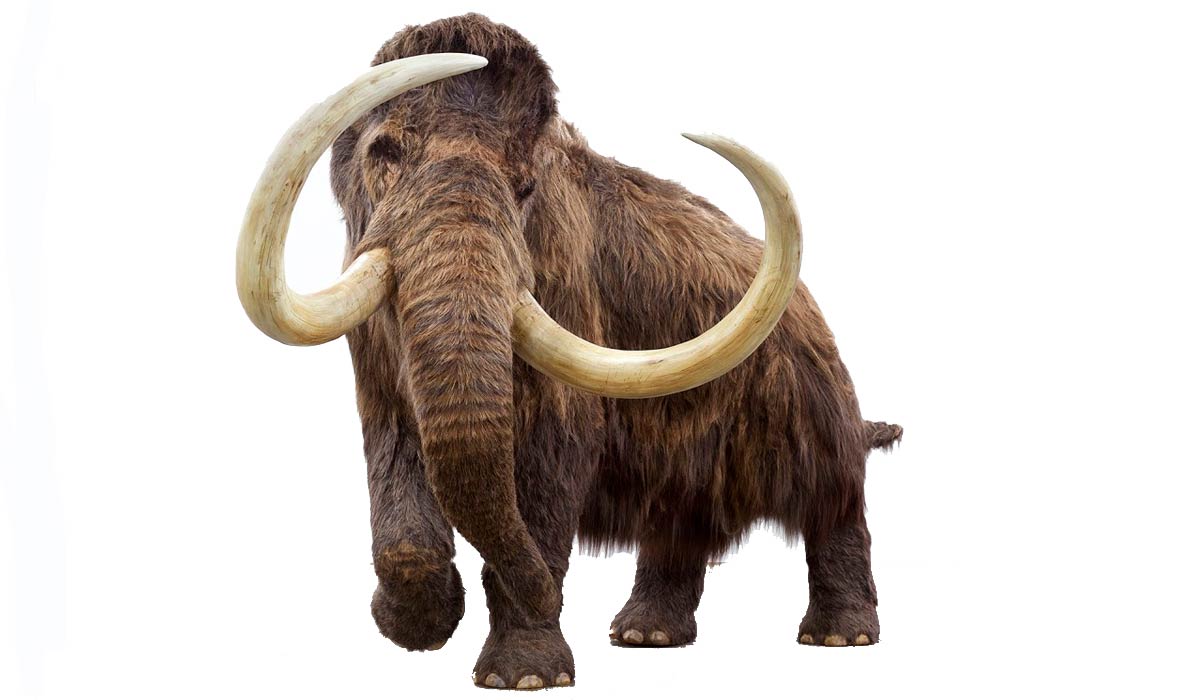 Mamute-lanoso (Mammuthus primigenius) Mamute-lanoso (Mammuthus primigenius)