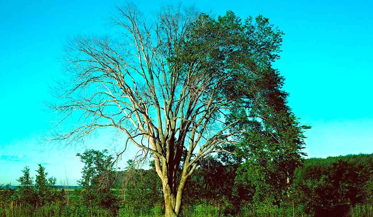 O olmo americano (Ulmus americana) atacado pelo fungo invasor (Ophiostoma ulmi) O olmo americano (Ulmus americana) atacado pelo fungo invasor (Ophiostoma ulmi)