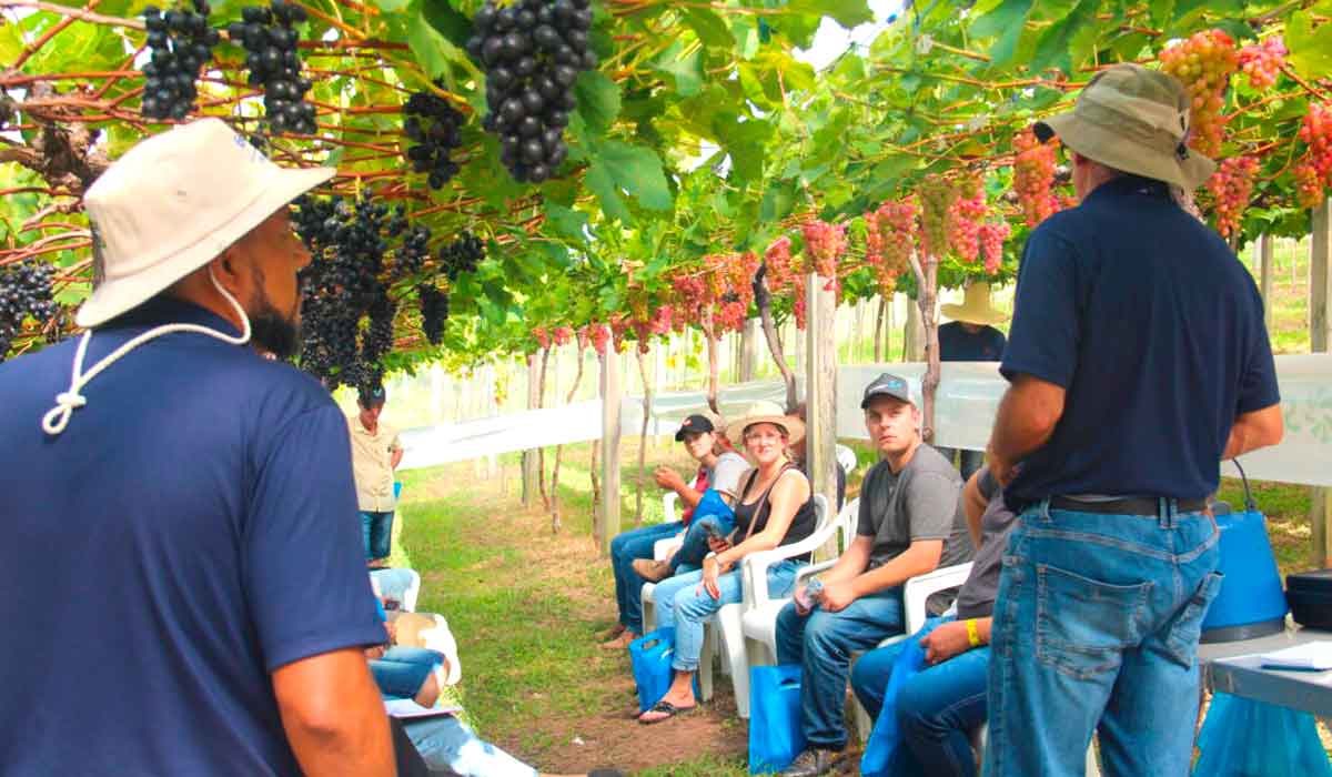 Evento realizado na sede da unidade contará com três estações técnicas, a campo, em vinhedos localizados na principal região produtora de uva e vinho do país Evento realizado na sede da unidade contará com três estações técnicas, a campo, em vinhedos localizados na principal região produtora de uva e vinho do país
