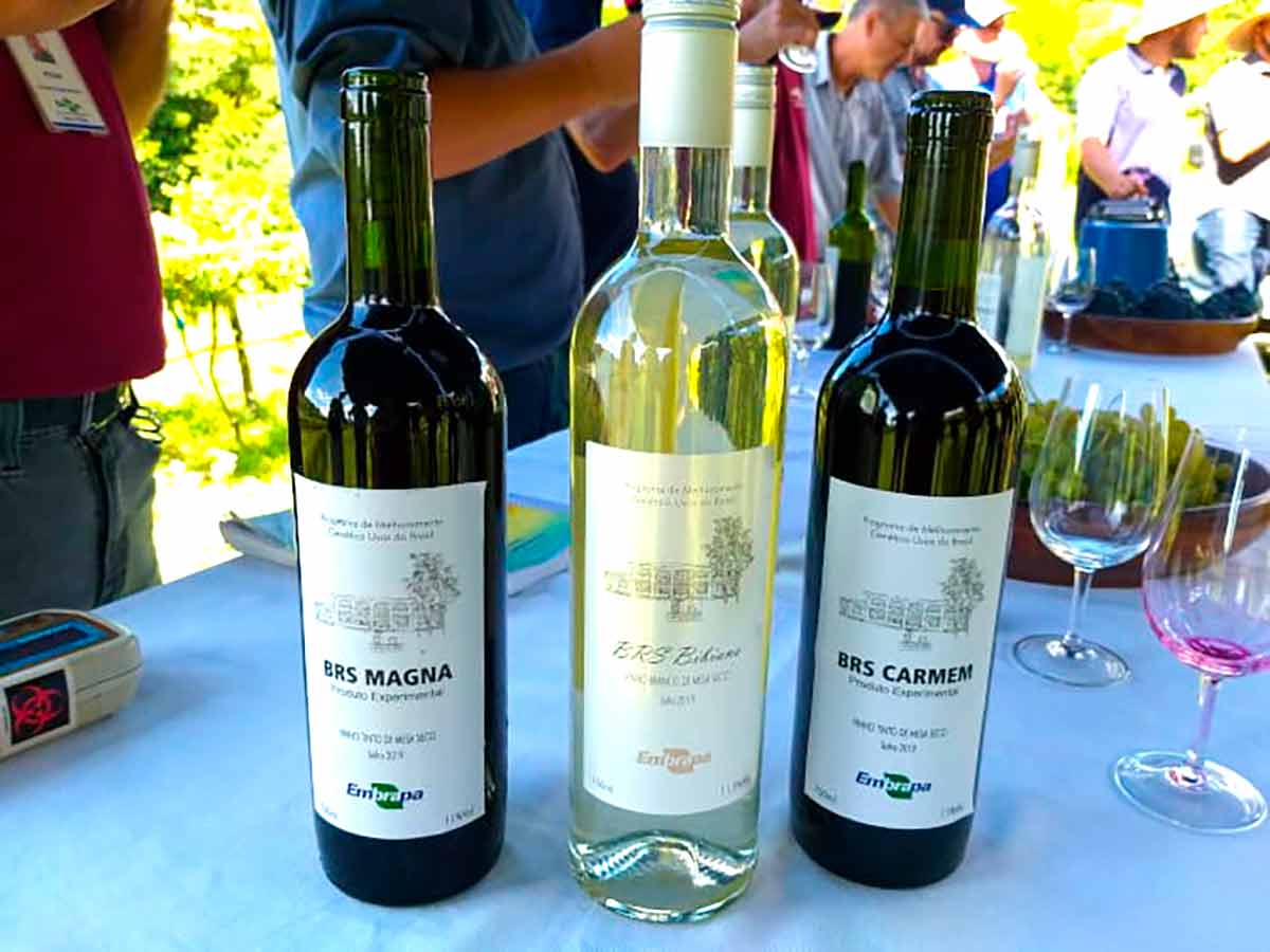 Três vinhos das cultivares da Embrapa – Foto: Mª Francisca Canovas de Moura Três vinhos das cultivares da Embrapa – Foto: Mª Francisca Canovas de Moura