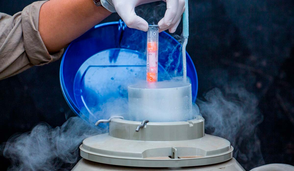 Pesquisadores guardam amostras animais em um tanque de nitrogênio líquido. As informações biológicas devem sobreviver por tempo indeterminado e servirão para pesquisas futuras de conservação e manejo da biodiversidade - Foto: Gustavo Eufigenio Gomes Pesquisadores guardam amostras animais em um tanque de nitrogênio líquido. As informações biológicas devem sobreviver por tempo indeterminado e servirão para pesquisas futuras de conservação e manejo da biodiversidade - Foto: Gustavo Eufigenio Gomes