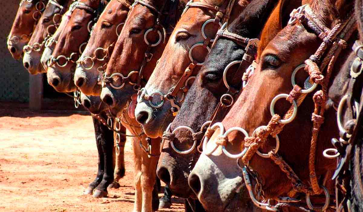 Os animais Os animais