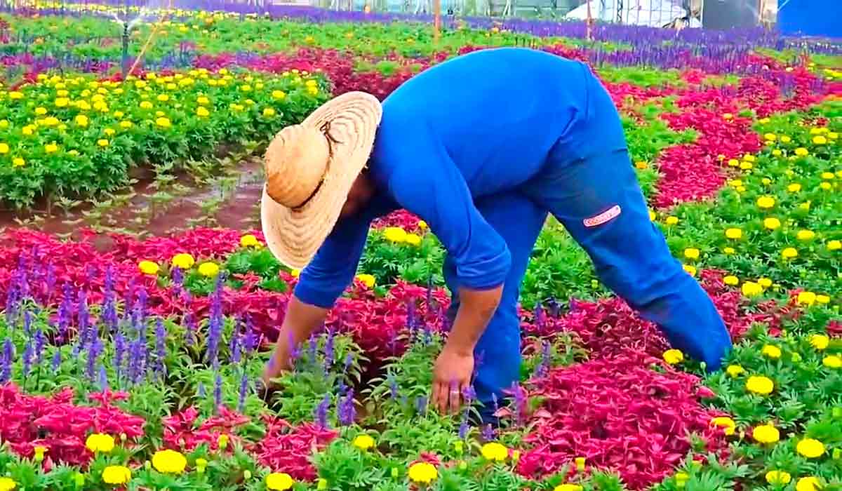 Uma equipe de colaboradores atua diretamente nas tarefas de paisagismo, desde o cultivo das mudas até o plantio e a manutenção diária dos canteiros durante o evento Uma equipe de colaboradores atua diretamente nas tarefas de paisagismo, desde o cultivo das mudas até o plantio e a manutenção diária dos canteiros durante o evento