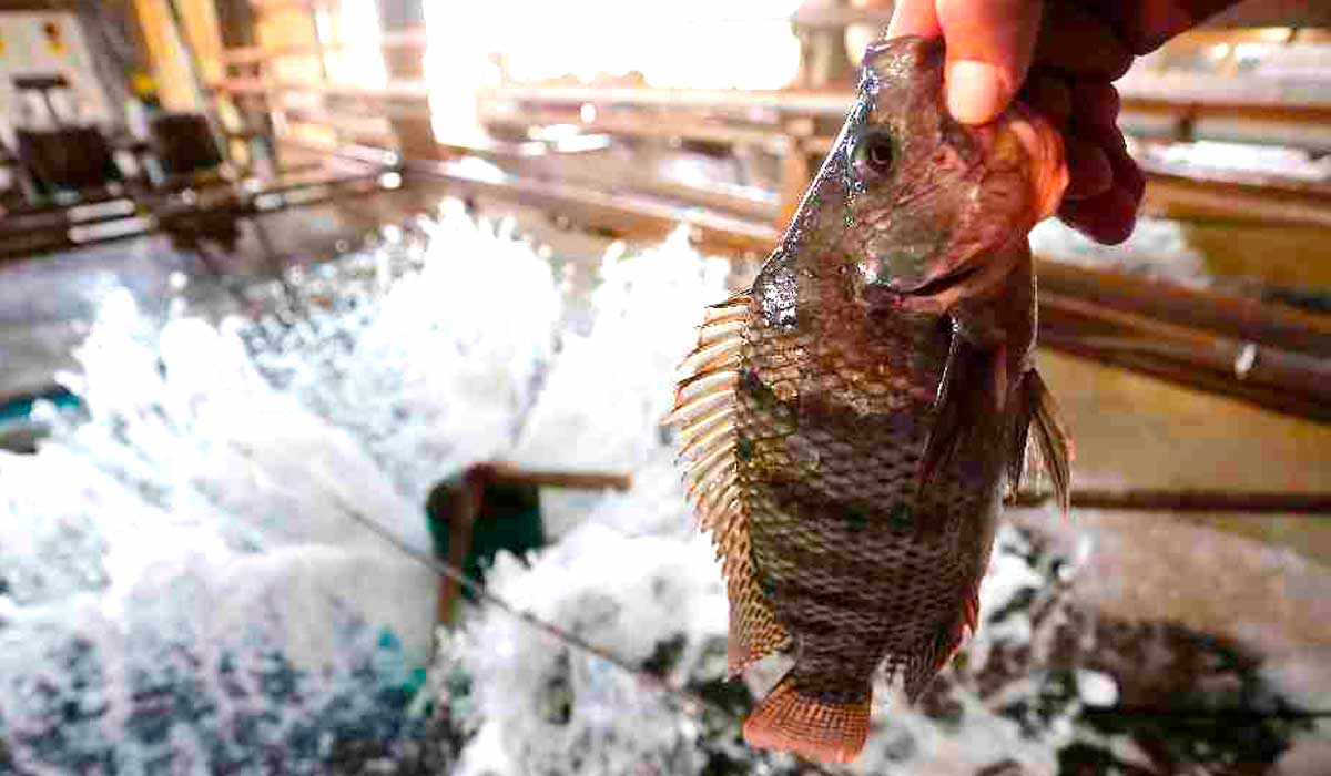 A tilápia é a principal espécie cultivada pelos integrados da cooperativa e a piscicultura terá participação especial no evento A tilápia é a principal espécie cultivada pelos integrados da cooperativa e a piscicultura terá participação especial no evento
