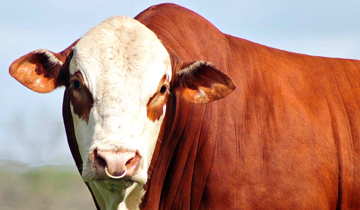 A raça Braford será apresentada na edição desse ano A raça Braford será apresentada na edição desse ano