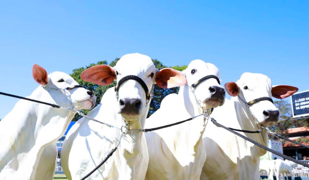 Animais selecionados Animais selecionados